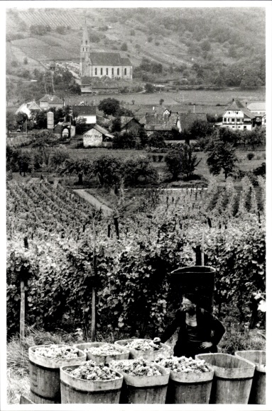 Foto Weinlese, Fotograf Europ Flash, Andlau, Straßburg