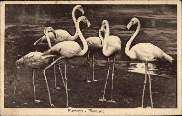 Postcard Flamingos by the water, birds