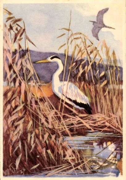Artist Postcard Advertising, Eduscho Coffee Bremen, Crane, Reed