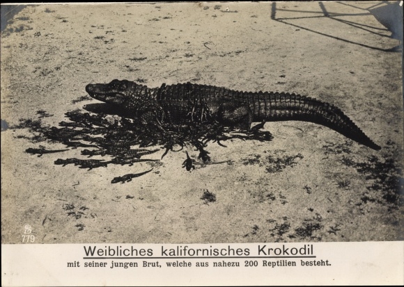 Giant Postcard Female California Crocodile with brood