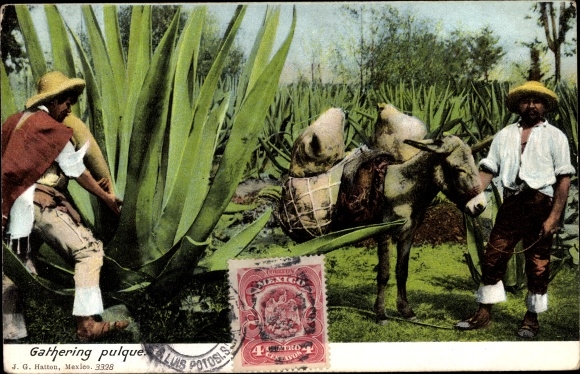 Ak Mexiko, Farmers gathering pulque, donkey