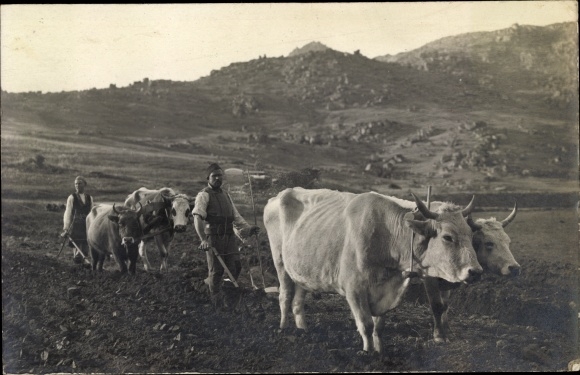 Photo Postcard Prilep Macedonia, men with cattle plow in the field