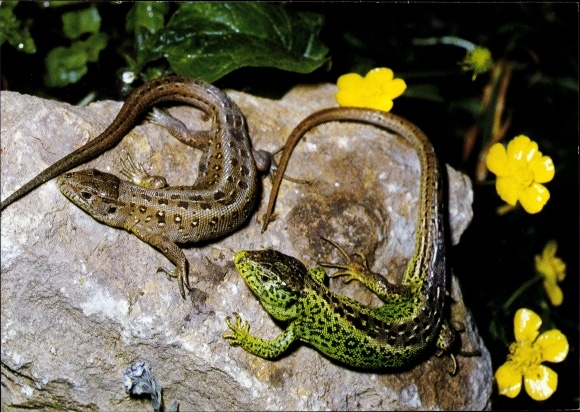 Postcard sand lizards on a stone
