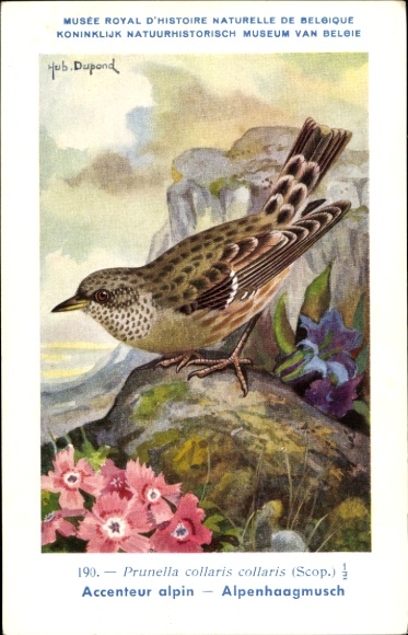 Artist PC Dupond, Hub., Prunella collaris, Alpine Accentor