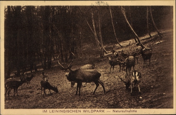PC Hesselbach Wilhelmsthal in Upper Franconia, in the Leiningischer Wildlife Park, deer