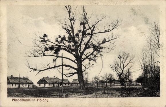 Ak Holoby Ukraine, Mispelbaum