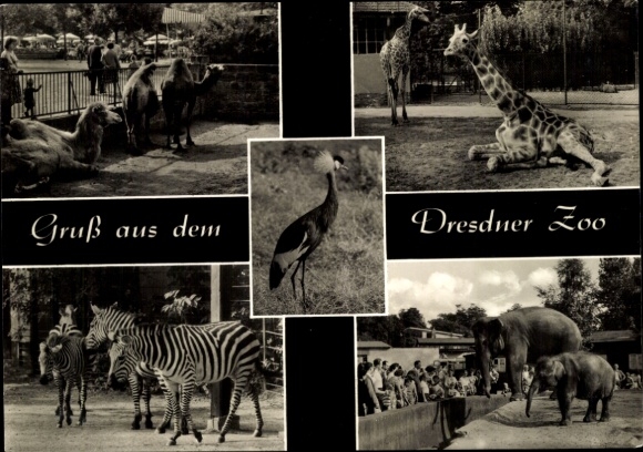 Postcard Dresden Old Town, Dresden Zoo, crane, camels, giraffe, zebras and elephant