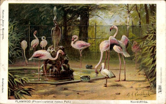 Artist Postcard Koekkoek, MA, Flamingo, Phoenicopterus roseus Pall.