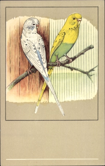 Postcard Danish Variegated Budgerigars, Perruches ondulees