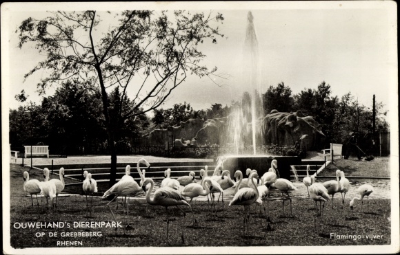 Postcard Rhenen Utrecht, zoo, flamingos