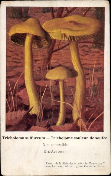 Grzyby ałkowe, Tricholoma sulfureum