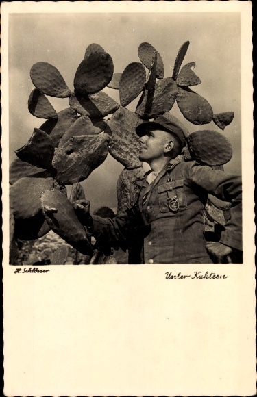 Photo Wehrmacht, German Afrika Korps, under cacti, WWII