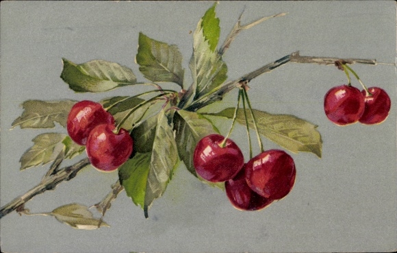 Ak Kirschen hängen an Ast, Obst, Früchte