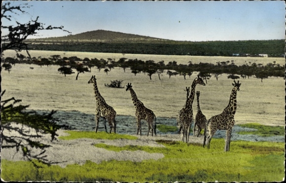 Postcard African fauna, giraffes