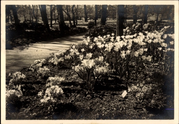 Ak Stuttgart in Württemberg, Tulpenblüte im Akazienwäldchen, Reichsgartenschau 1939