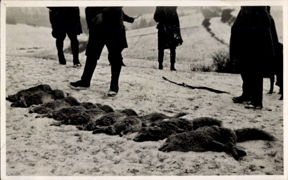 Photo Postcard forest hunting trail, killed foxes, hunter