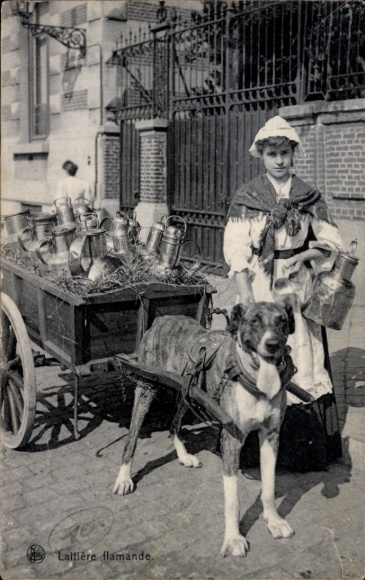 Postcard Laitiere Flamande, milkmaid, dog cart