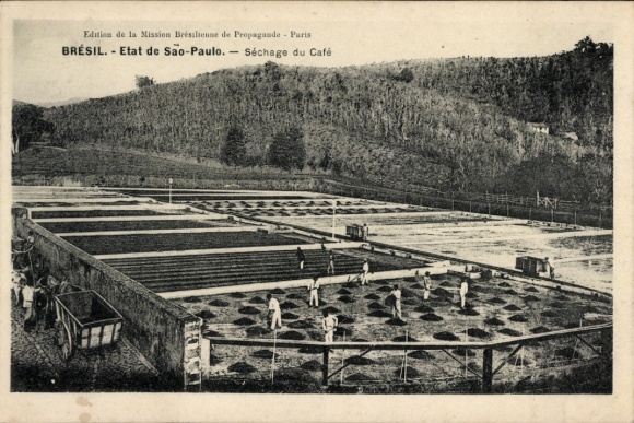 Ak São Paulo Brasilien, Kaffeetrocknung, Arbeiter, Plantage, Brasilien, Schwarz-Weiß-Foto