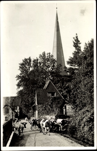 Photo Postcard Hoffnungsthal in the Sülzthal Rösrath in the Rheinisch Bergisches Kreis, church, herd of cows