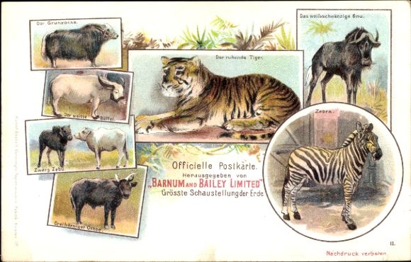 Chromo-Litho Circus Barnum and Bailey, The Resting Tiger, Zebra, Wildebeest, Buffalo, Zebu