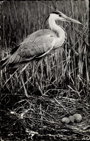 Postcard Heron with eggs in the nest