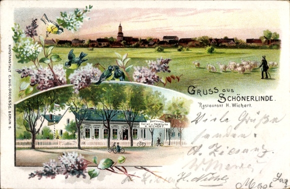 Chromo-Litho Schönerlinde Wandlitz in the Barnim district, Restaurant H. Wickert, flock of sheep with shepherd