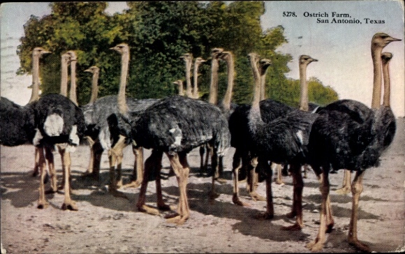 Postcard Ostrich Farm in San Antonio, Texas.