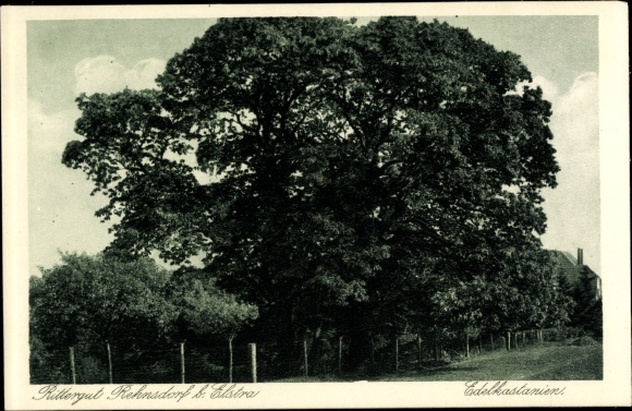 PC Rehnsdorf Elstra Sachsen, sweet chestnut tree