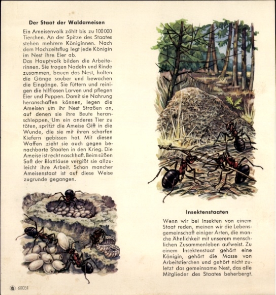 Timetable Neue Sparkasse, Glockengiesserwall 21, Hamburg, The State of the Wood Ants around 1965