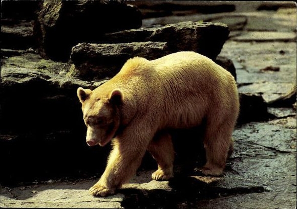 13 old PCs of various zoo animals, polar bears, pandas, foxes