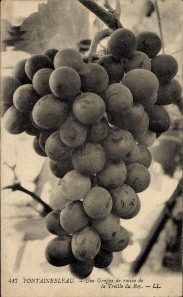 Ak Fontainebleau Seine et Marne, Traube, weintraube, schwarze Trauben, botanisch detailreich, vin