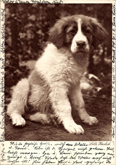 Kunstenaar Ak Herrlich, L., St. Bernard, Portret