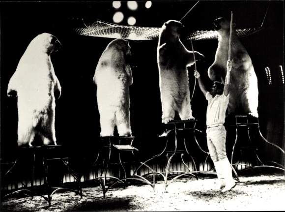 Photo Circus Barum, polar bear training, tamer