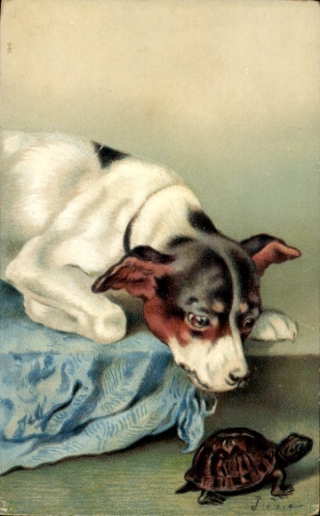 Postcard Curious Dog and Turtle
