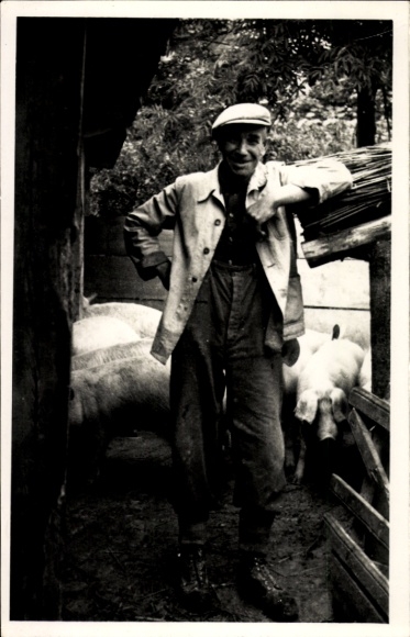 Photo farm, pig breeding