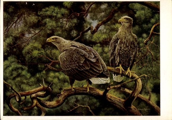 Artist Postcard Riemann, Friedrich, Sea Eagle