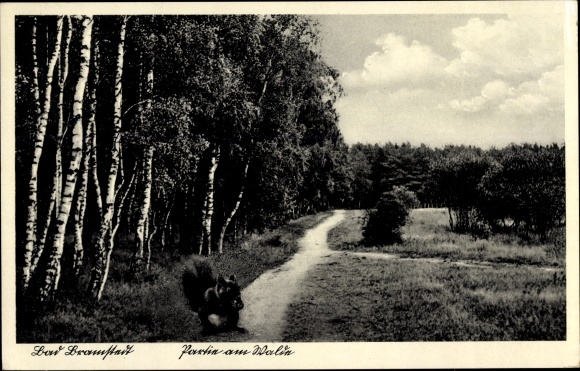 PC Bad Bramstedt in the Segeberg district, part of the way in the forest, squirrel