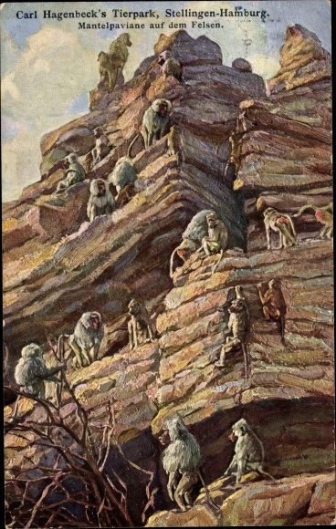 Artist PC Hamburg Stellingen, Carl Hagenbeck&#39;s zoo, hamadry baboons on the rock