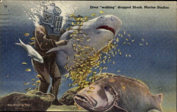 Postcard Florida USA, Marineland, Marine Studios, diver with a sedated shark