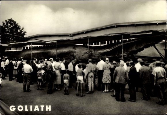 Postcard Trondhjem Trondheim Norway, Goliath, giant whale caught 1954