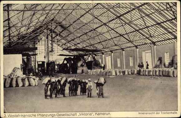 Ak Kamerun, Westafrikanische Pflanzengesellschaft Viktoria, Innenansicht der Trockenhalle