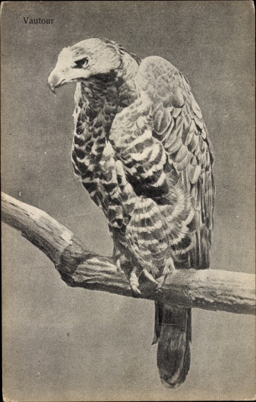Postcard Griffon vulture sitting on a branch