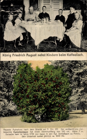 Postcard King Friedrich August III of Saxony with his children, camellia tree in the Pillnitz Palace Park
