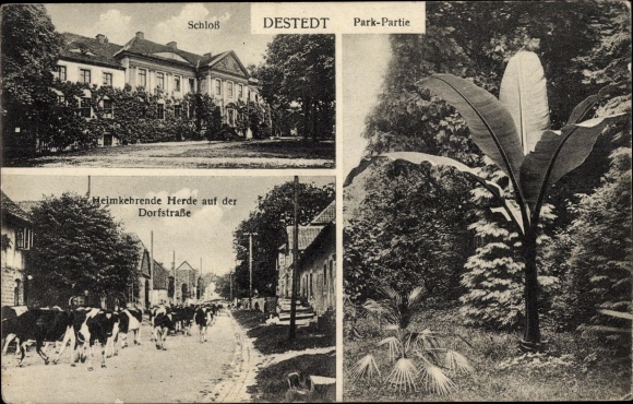 PC Destedt Cremlingen in Lower Saxony, castle, herd of cattle returning home on the village street, park