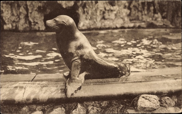 Postcard Anvers Antwerp Flandern, Jardin Zoologique, Robbe