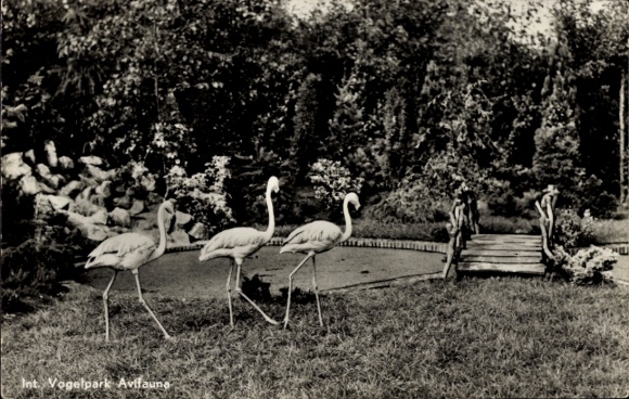 Postcard Alphen aan den Rijn South Holland, Avifauna bird park, flamingos