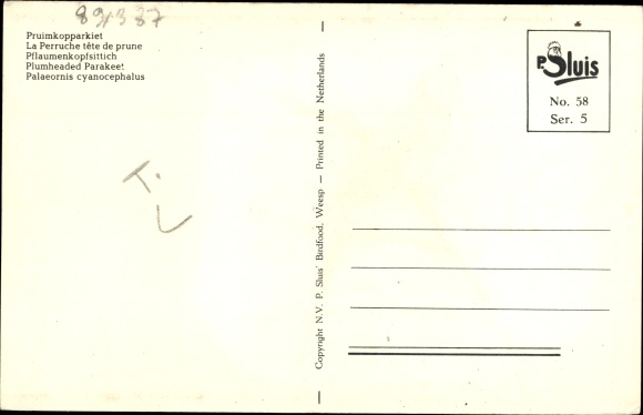 Artist Postcard View of a Plum-headed Parakeet, Palaeornis cycanocephalus