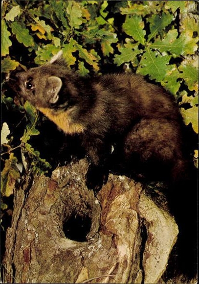 10 old PC bears, raccoons, various views