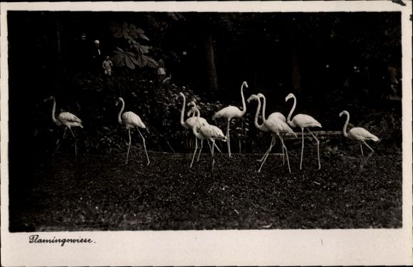 Postcard Halle an der Saale, Zoological Garden, Flamingo Meadow