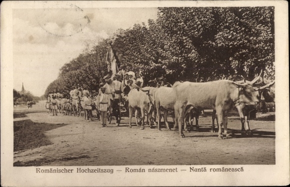 Postcard Romanian wedding procession, Roman naszmenet, cattle